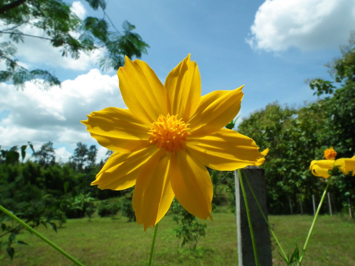 Yellow flower
