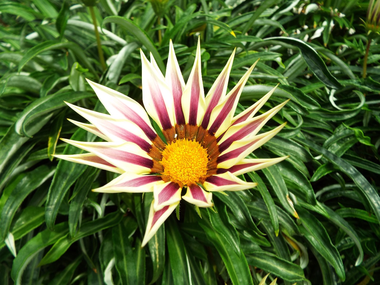 Pink and White Stripe Gazanzia Flower