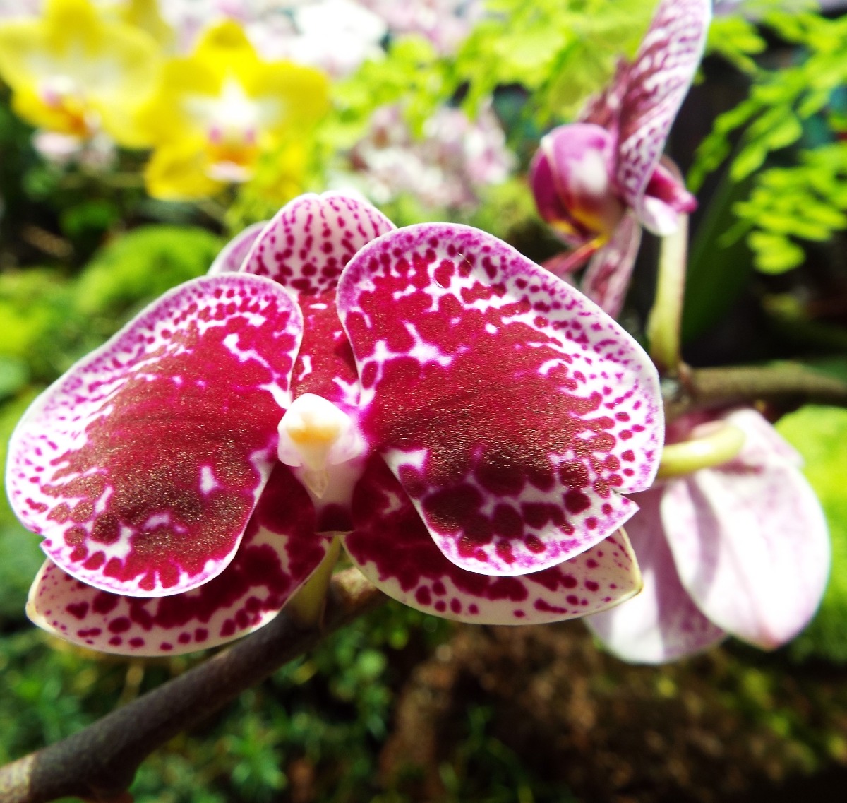 Orchid Flower