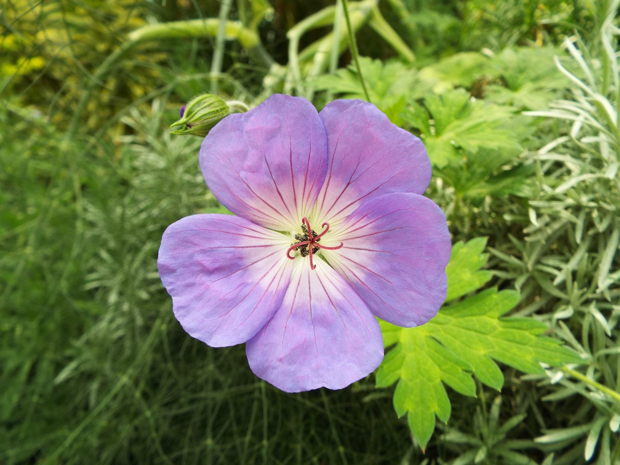 Purple Petals