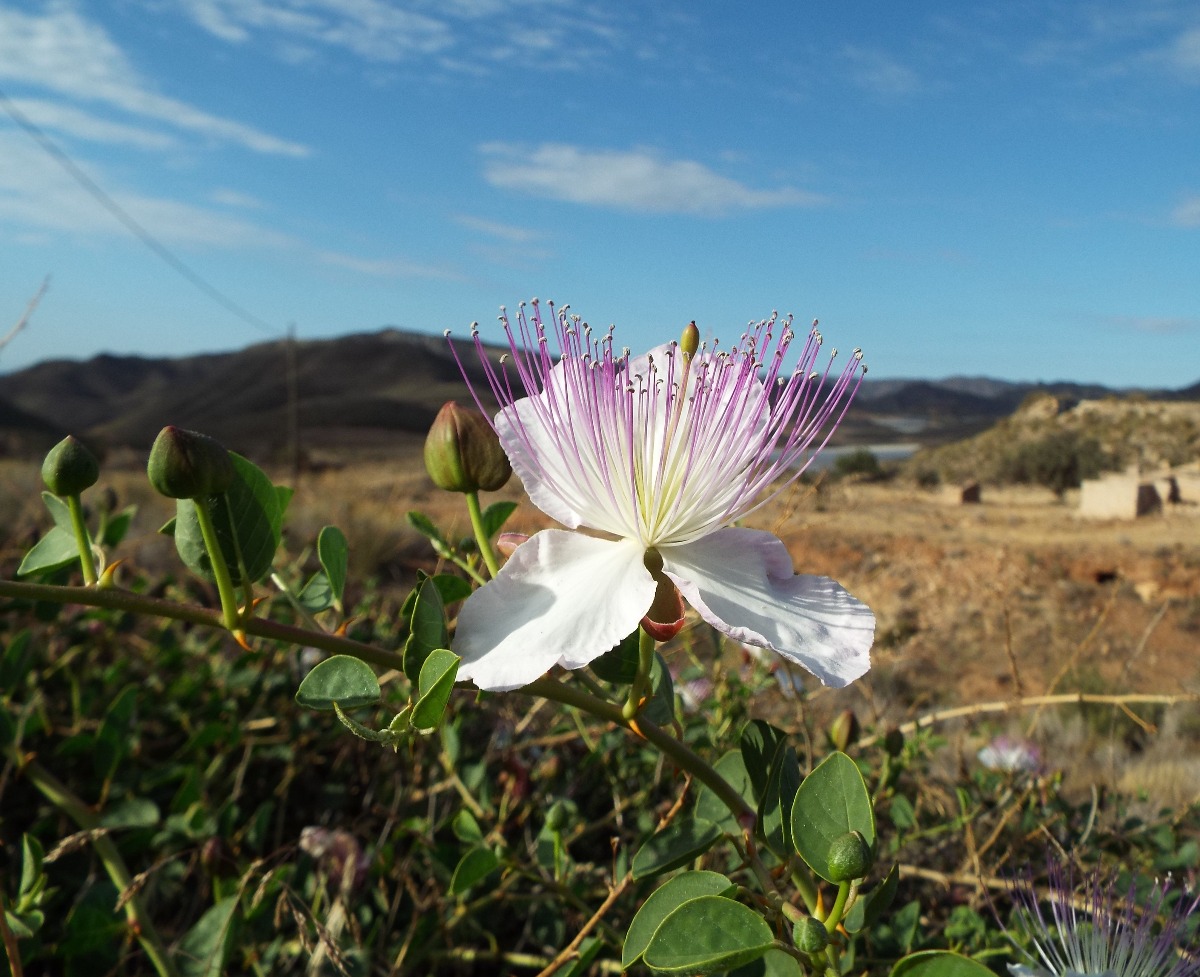 Brush flower