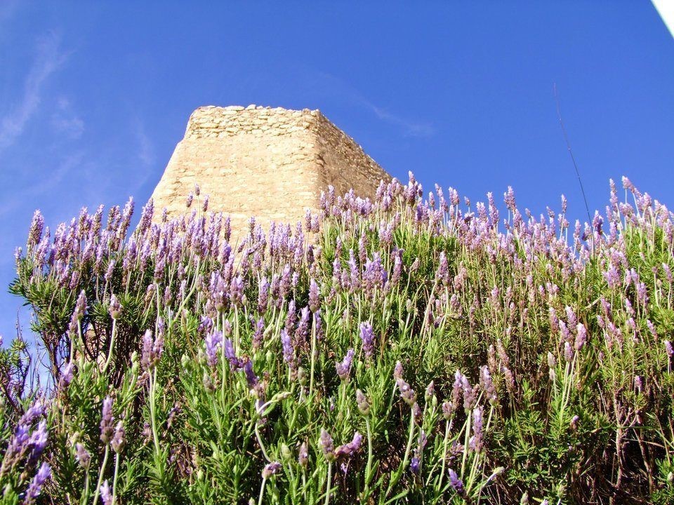 Aroma Of Lavender