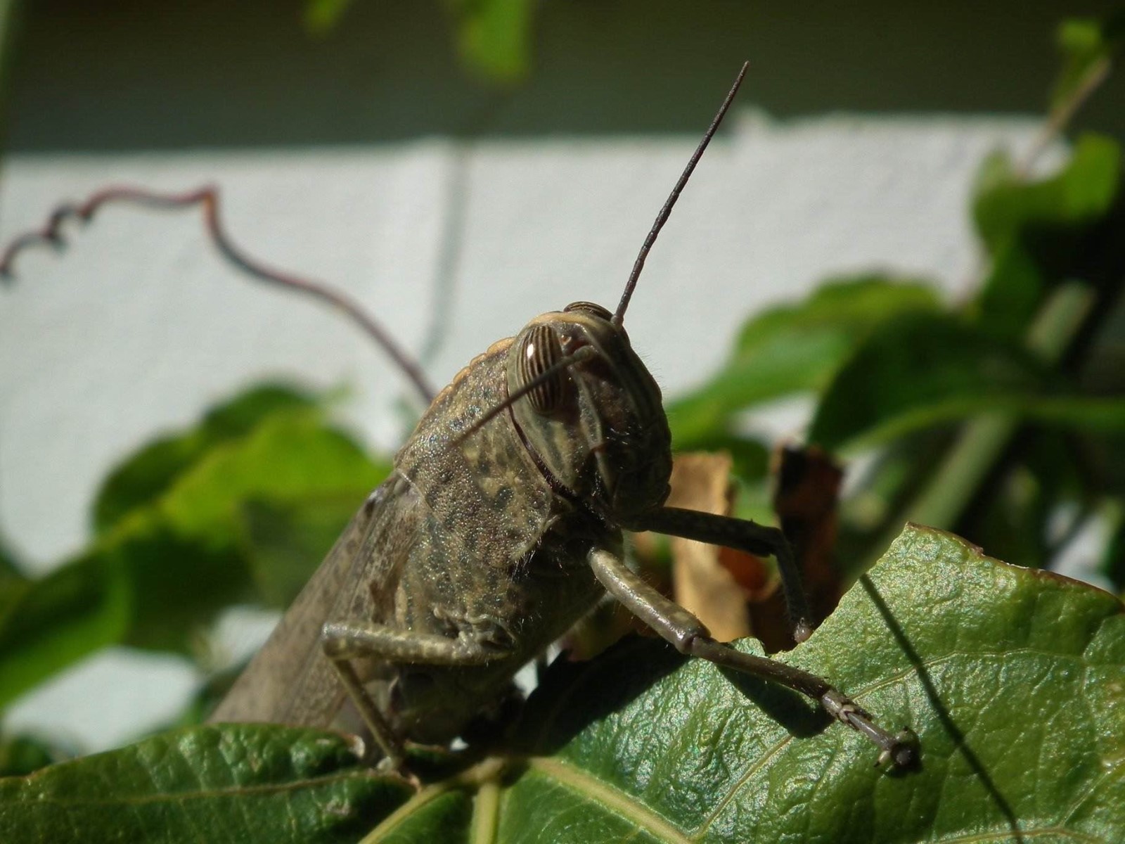 Locust