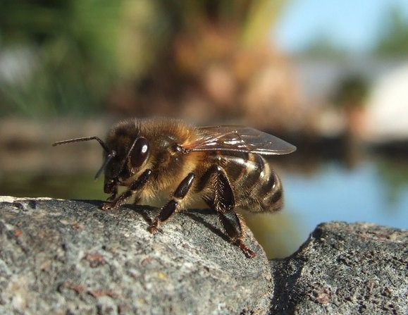 Honey Bee