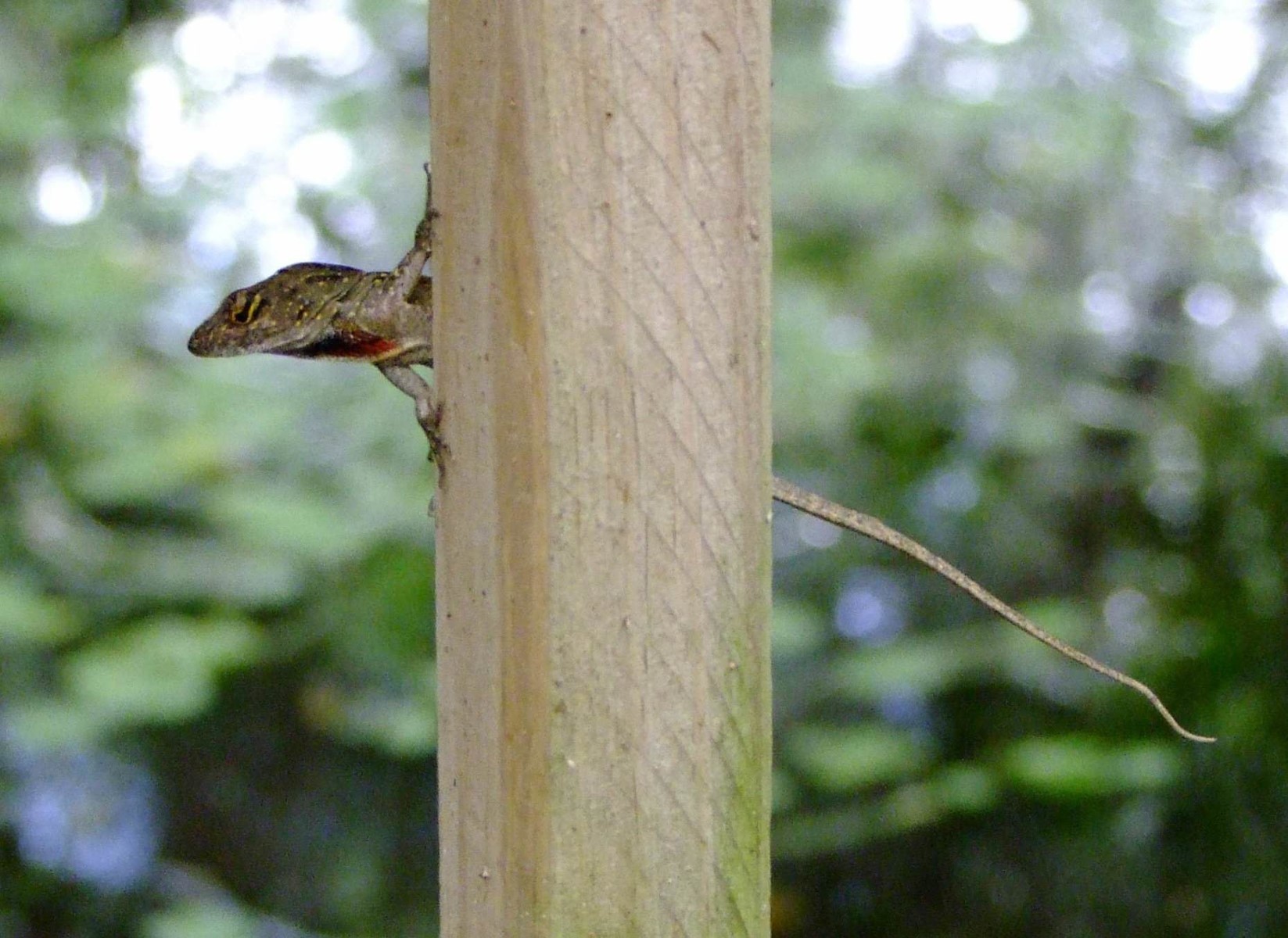 Lizard Watch