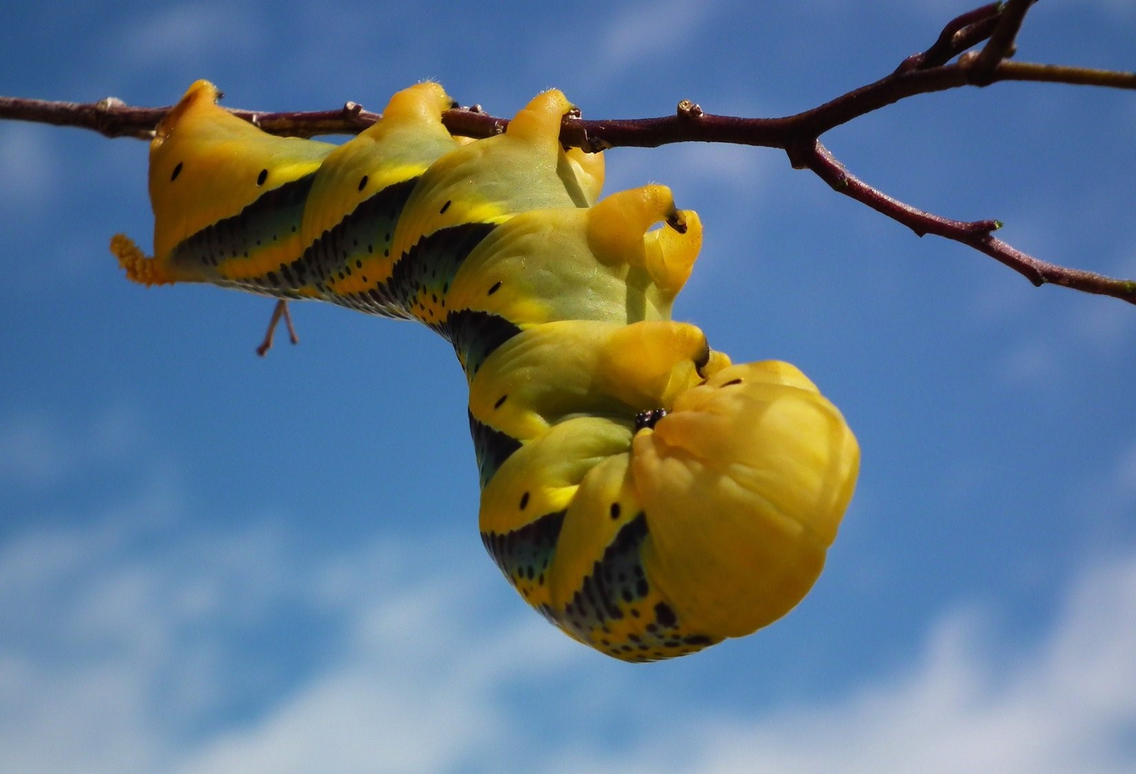 Death's Head Larvae