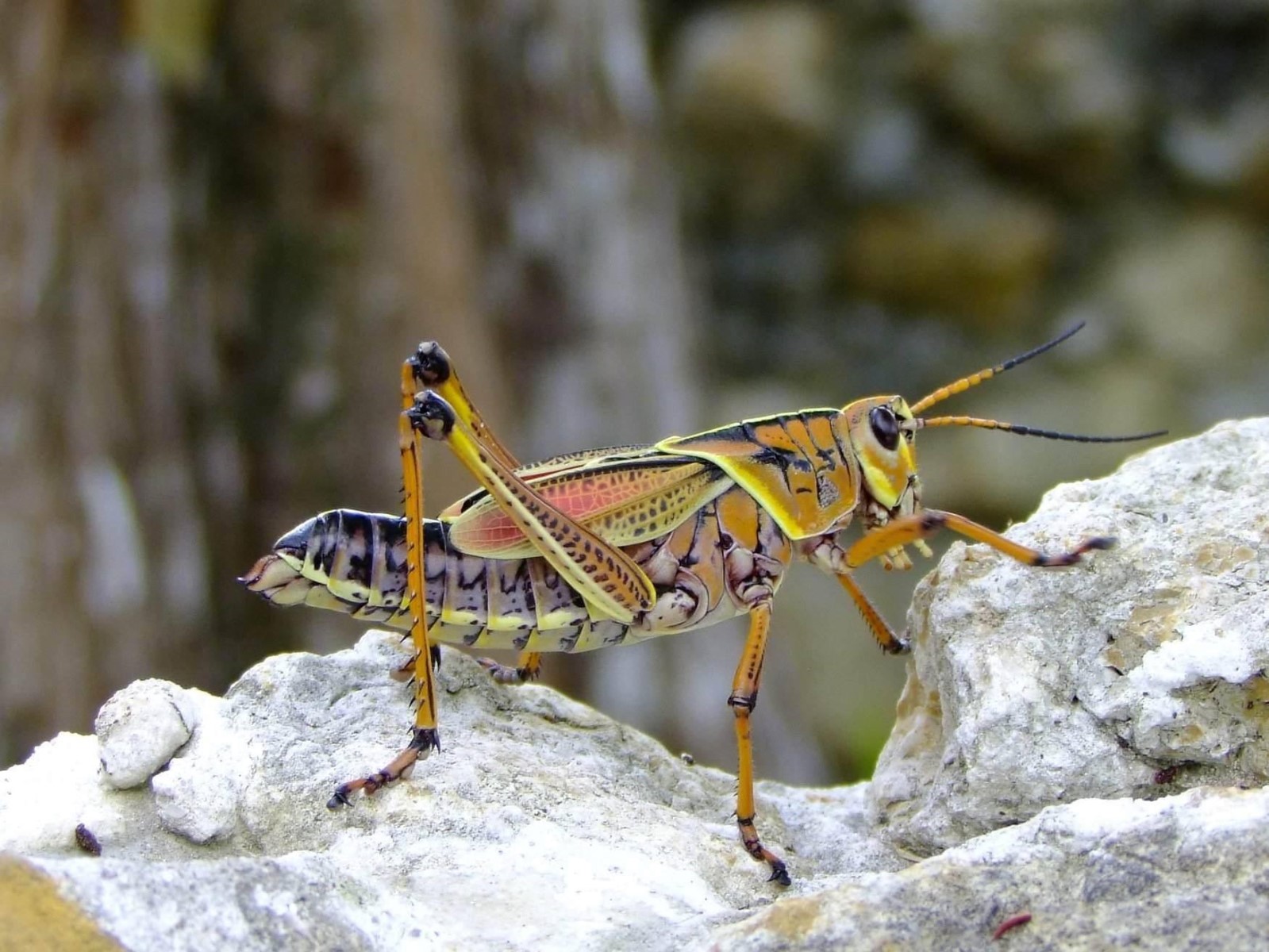 Lubber Grasshopper