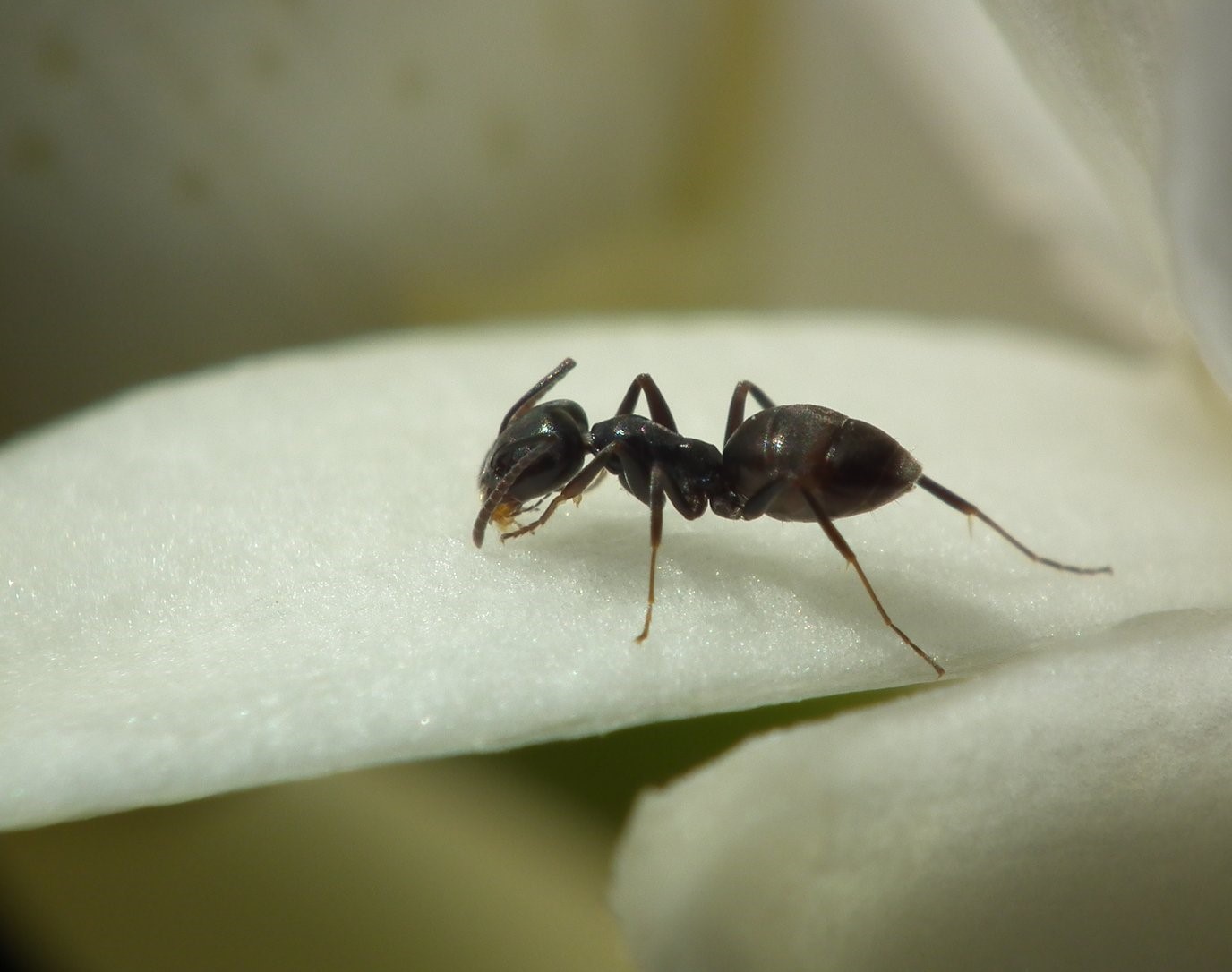 Ant