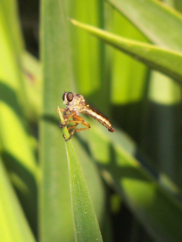 Flying Insect