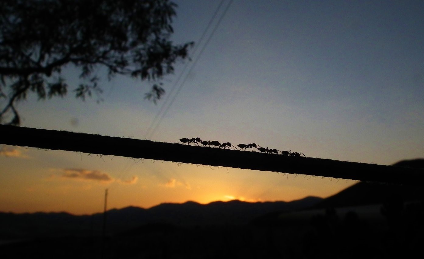 Ants