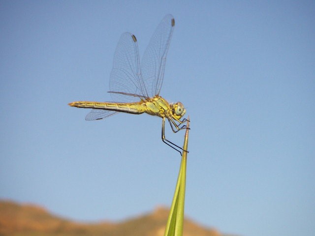 Dragonfly