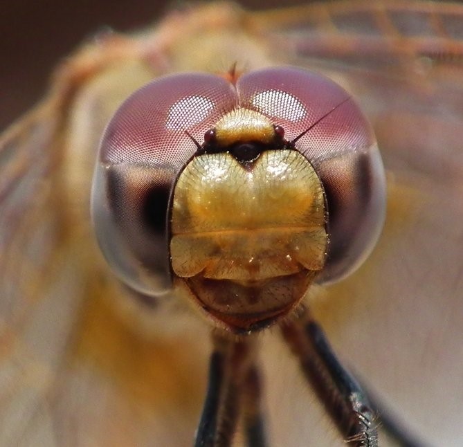Dragonfly