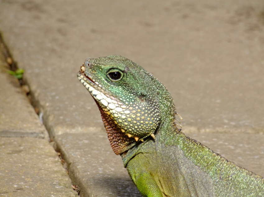 Iguana
