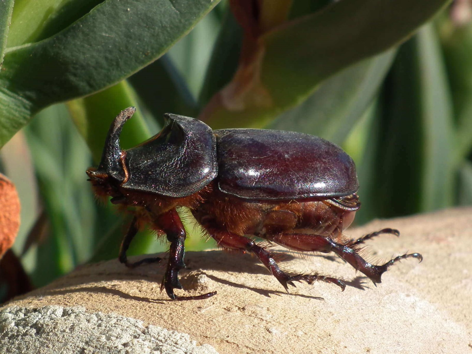 Rhinoceros Beetle