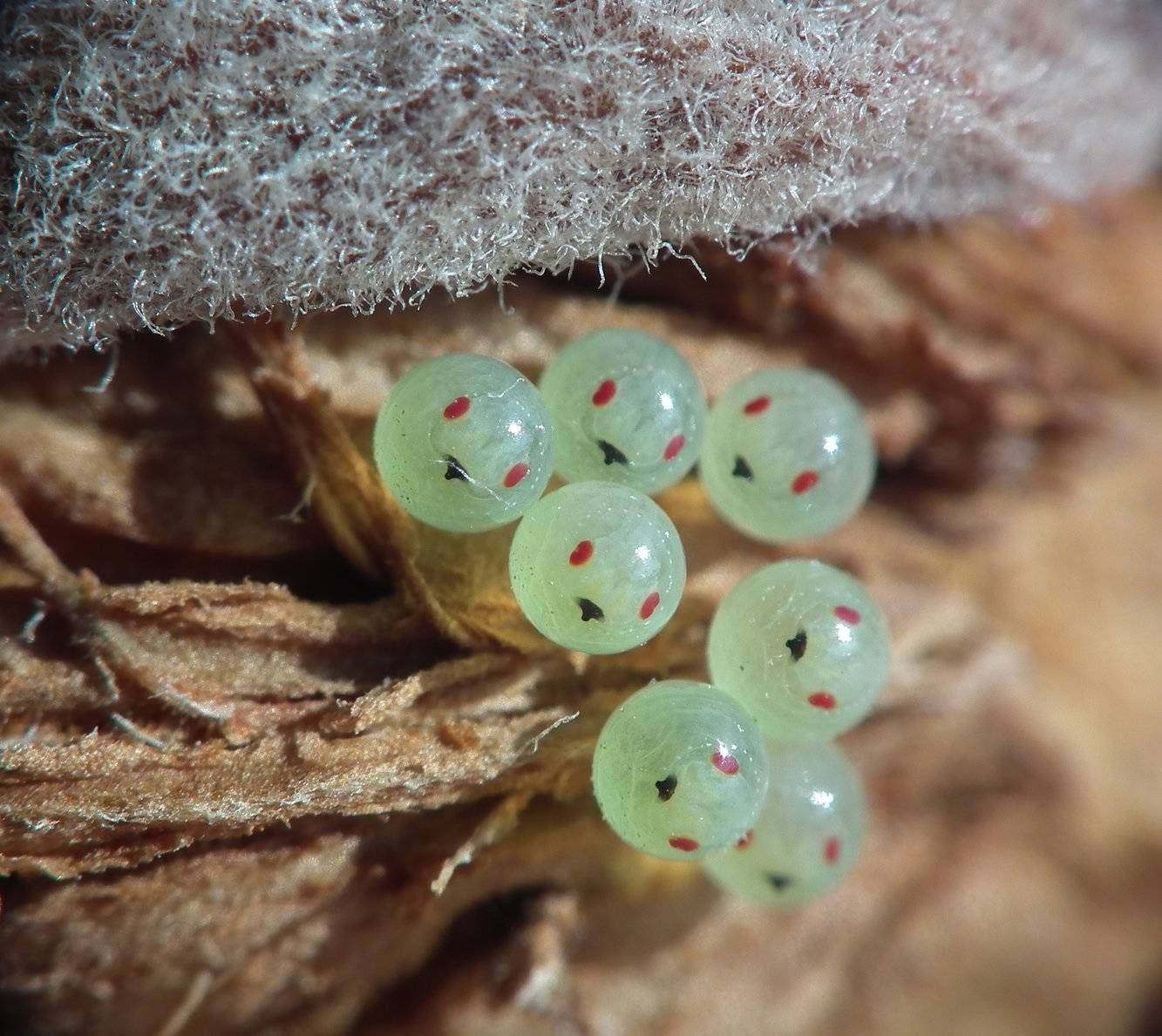 Insect Eggs
