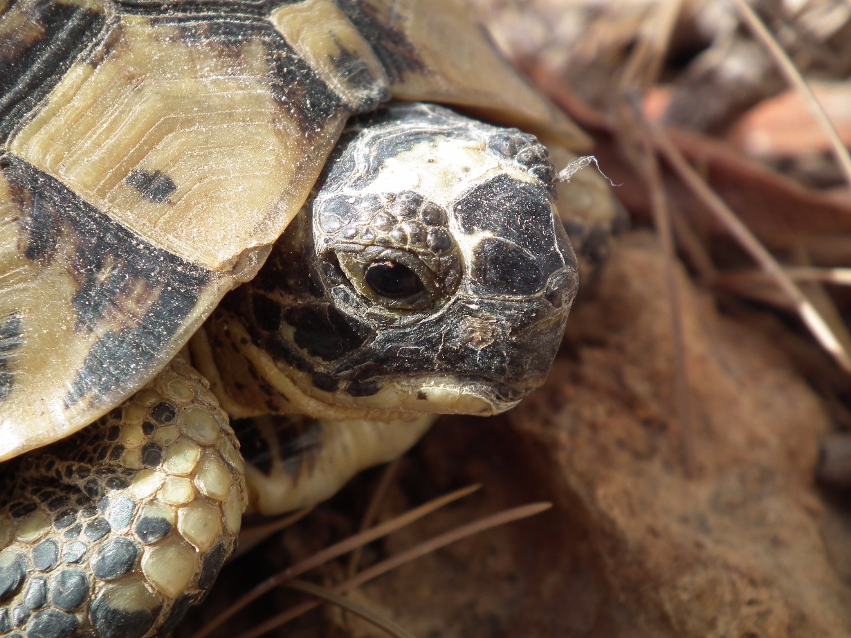 Spur Thighed Tortoise