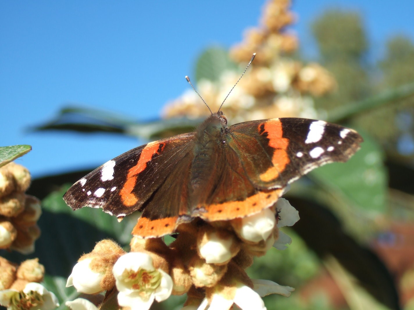 Red Admiral