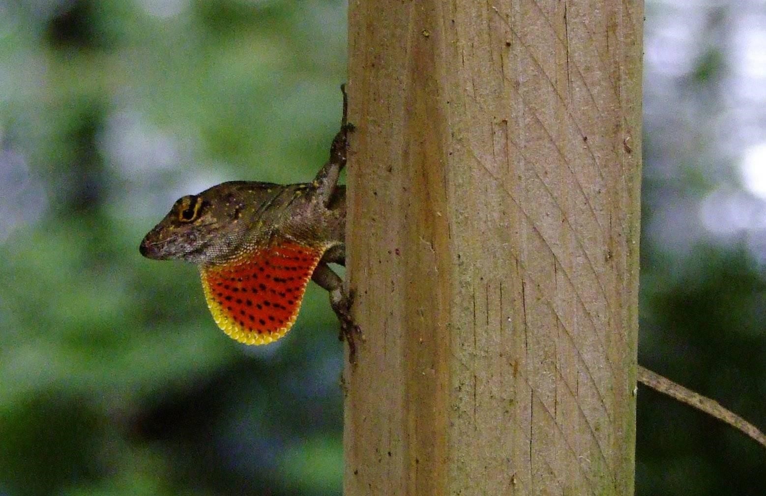 Lizards Dewlap