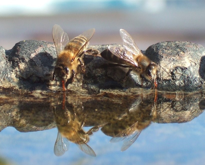 Bee's