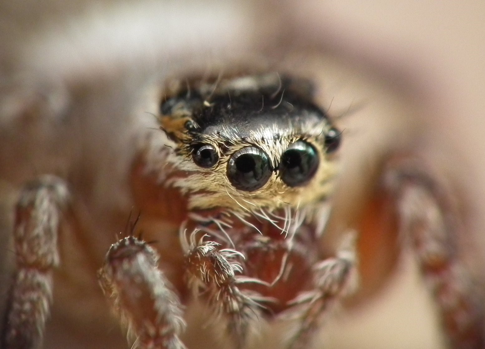 Jumping Spider
