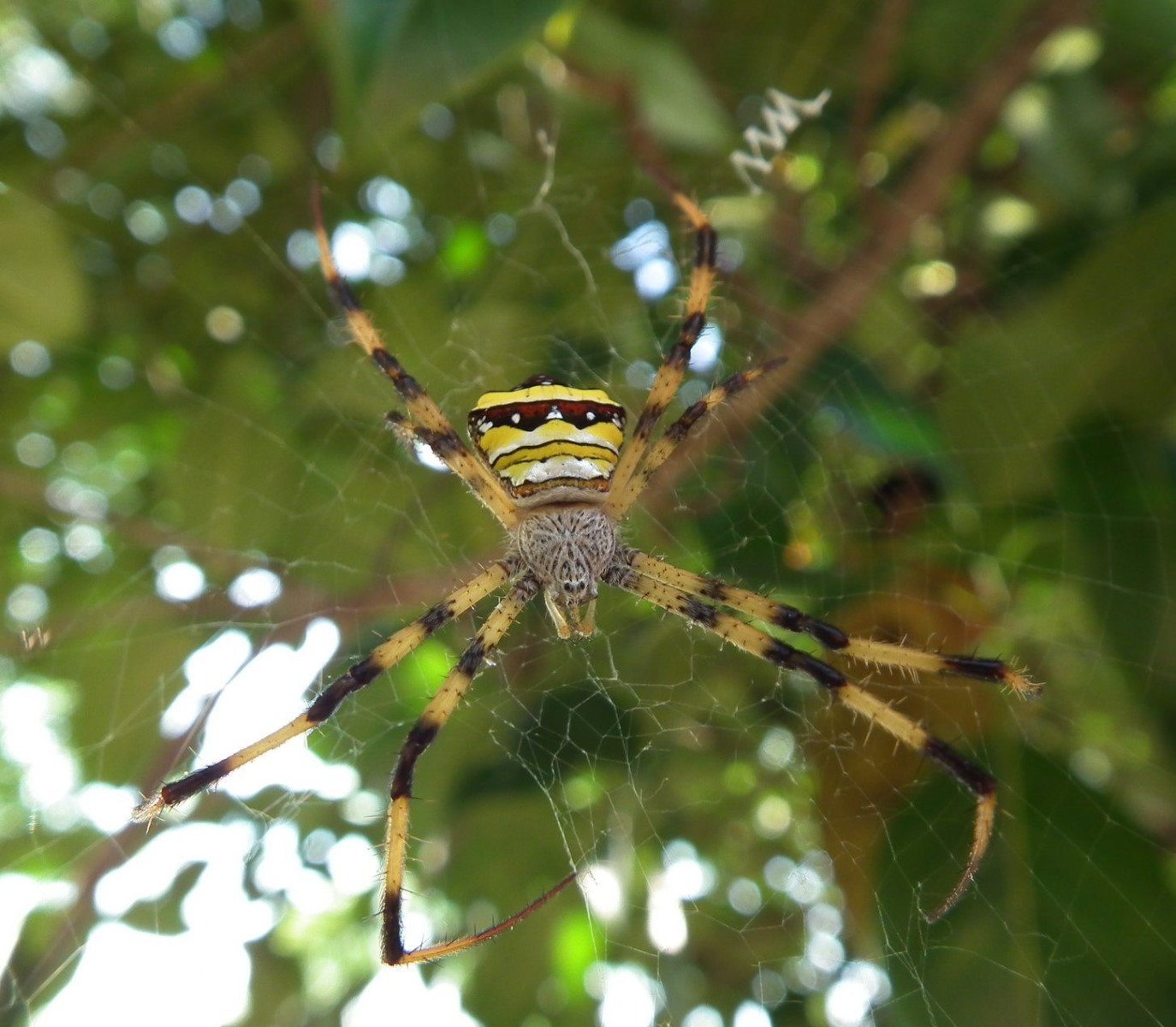 Argiope Spider