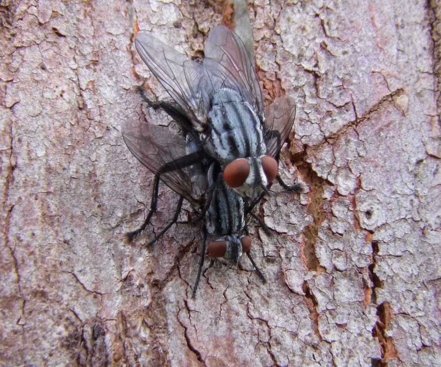 Flies