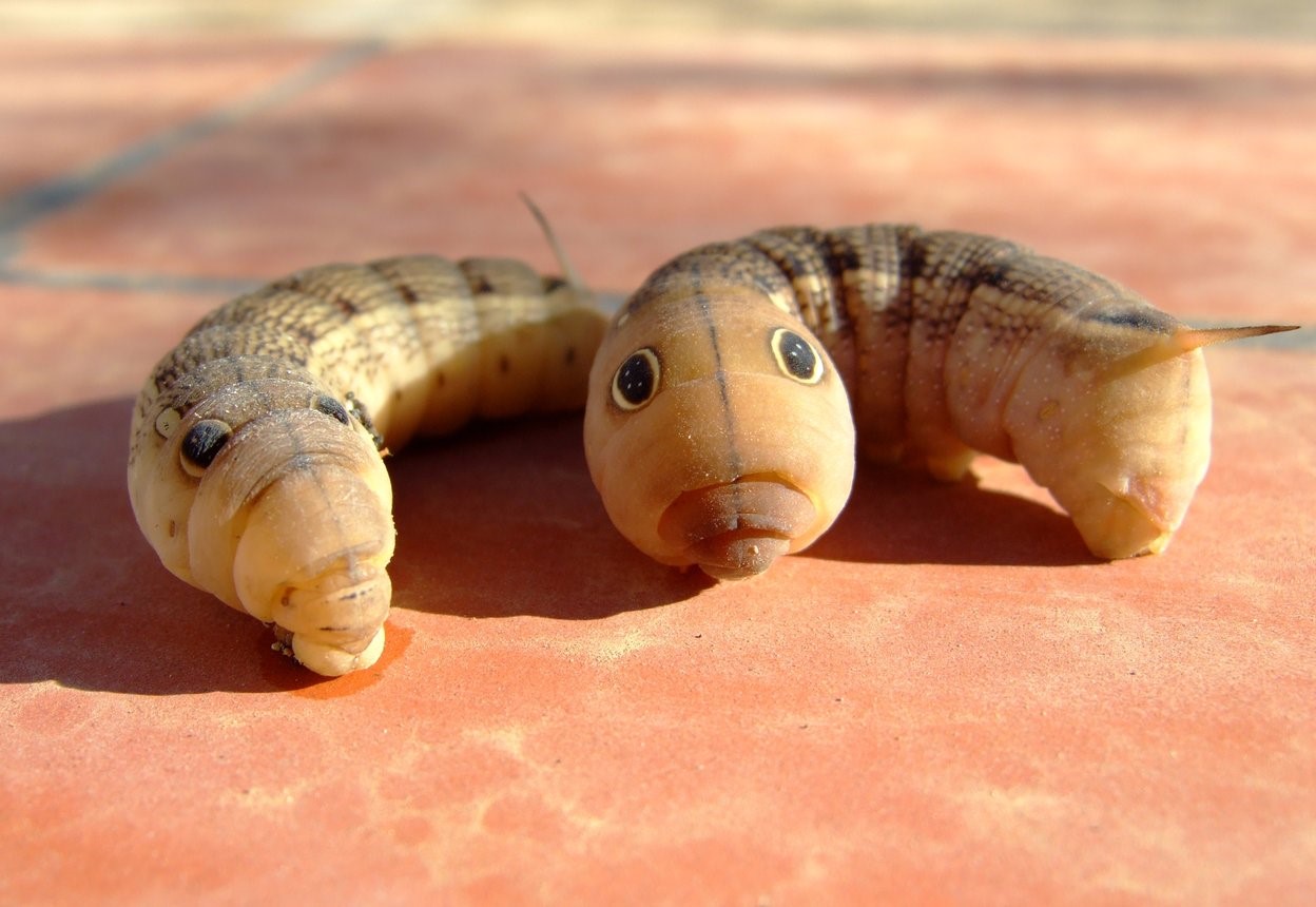 Elephant Hawk Larva