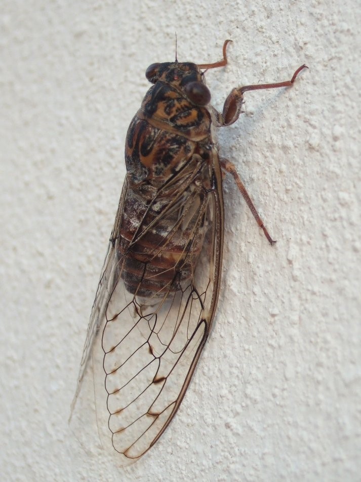 Cicada