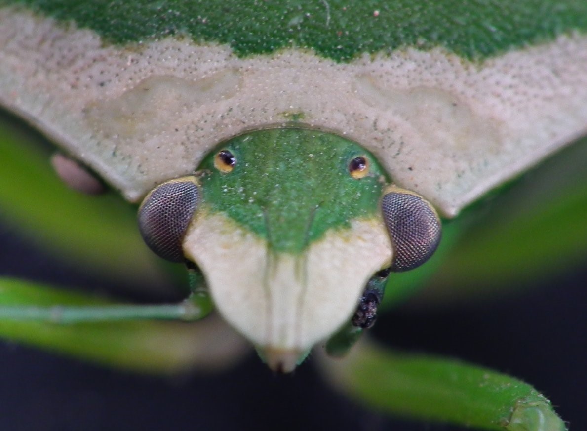 Stink Bug