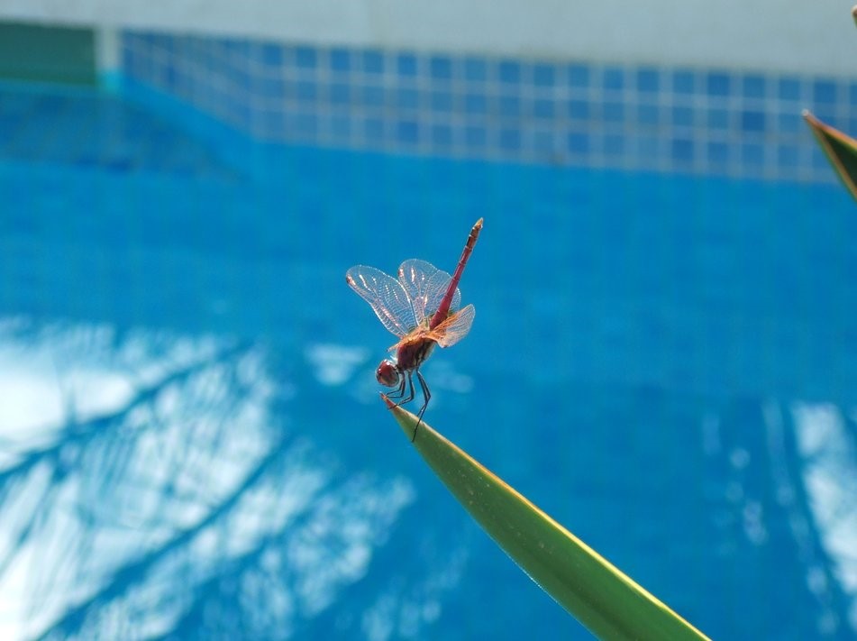 Dainty Dragonfly