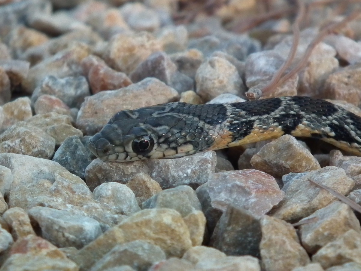 Ladder Snake