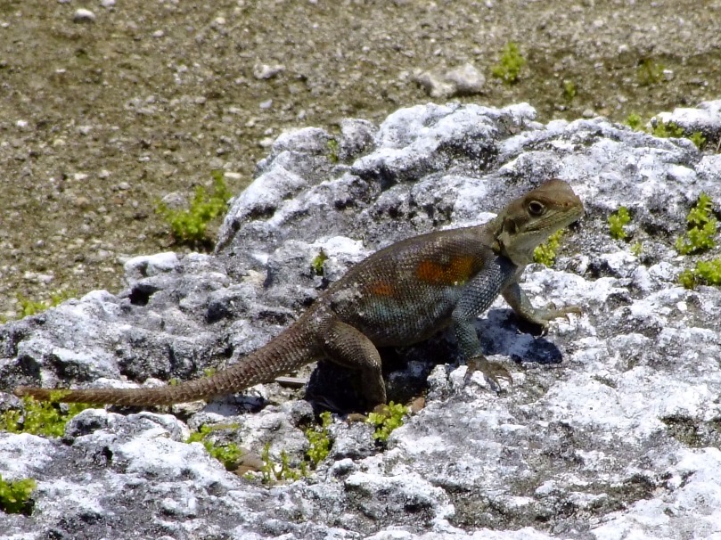 Basking Lizard