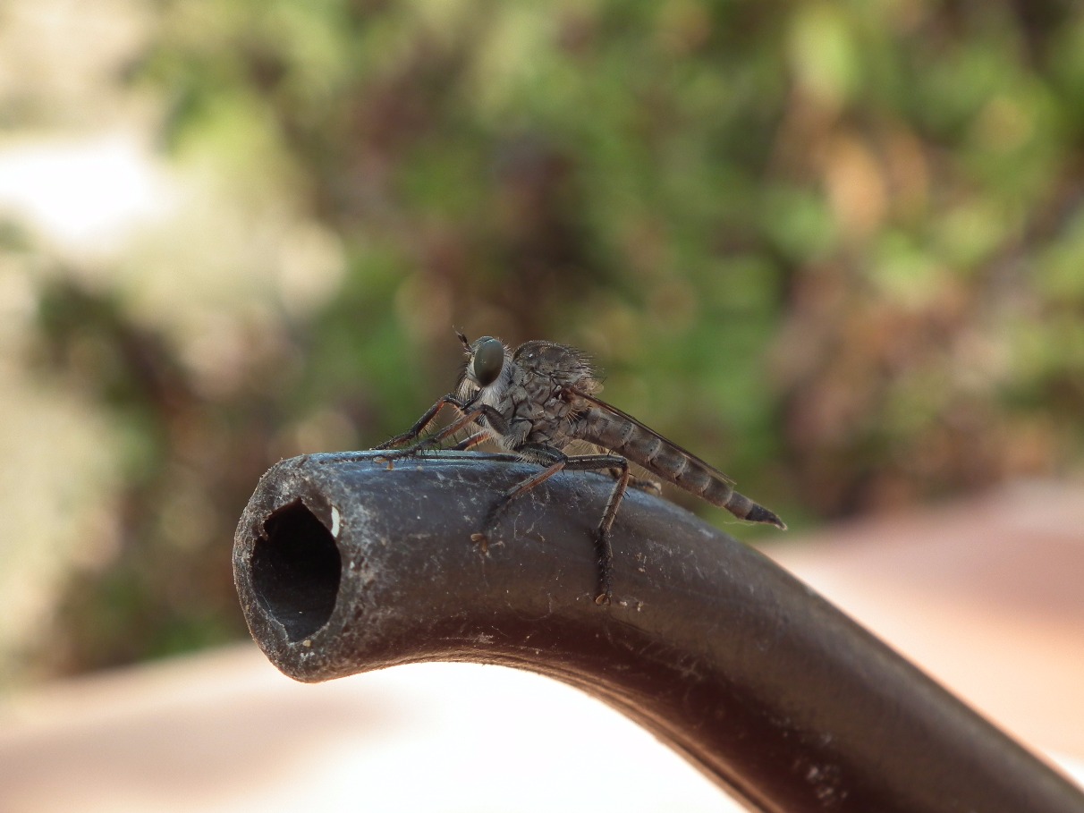 Curious Fly