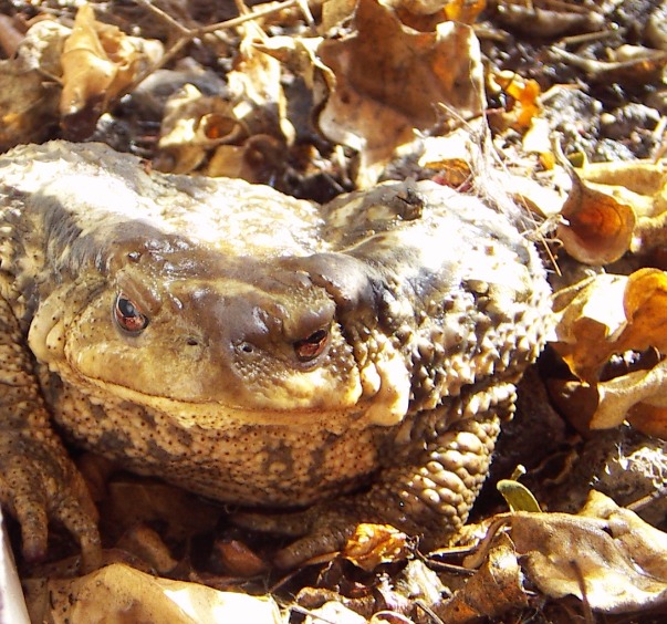 Monster Toad