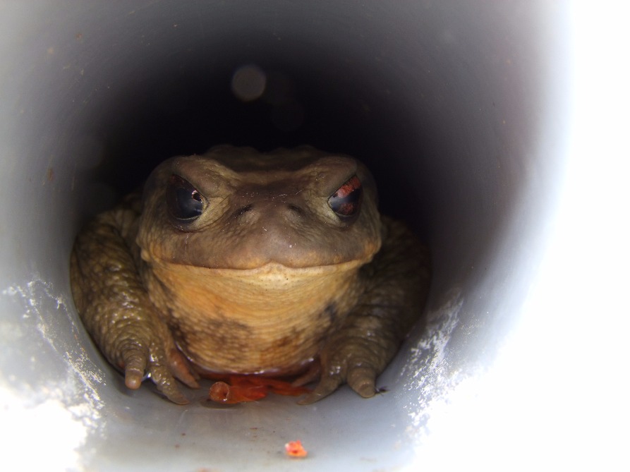 Toad In The Hole