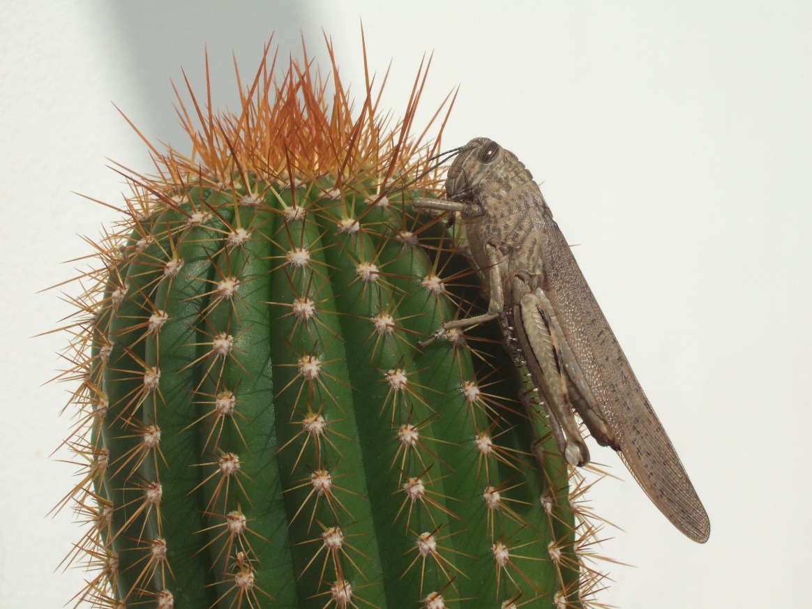 Cautious Grasshopper