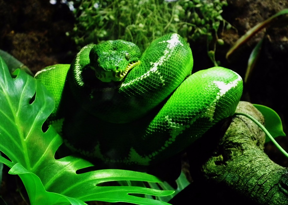 Emerald Tree Boa