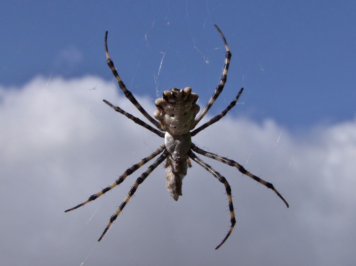 Arachnid Above