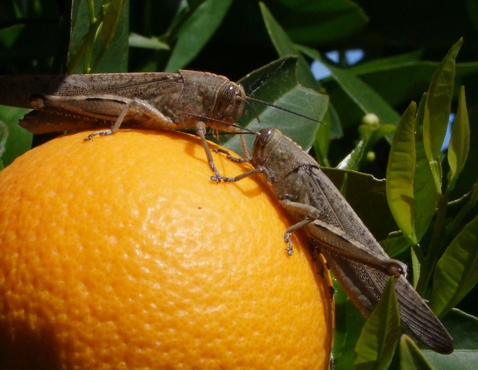 Katydid Grasshoppers