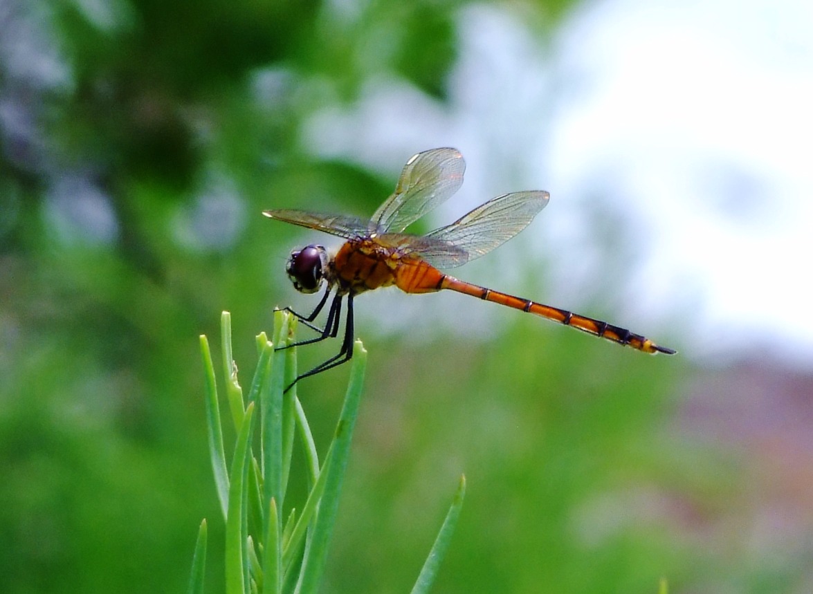 Orange Dragonfly