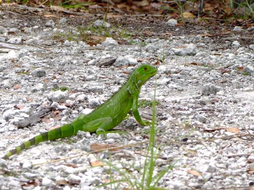 Green Iguana