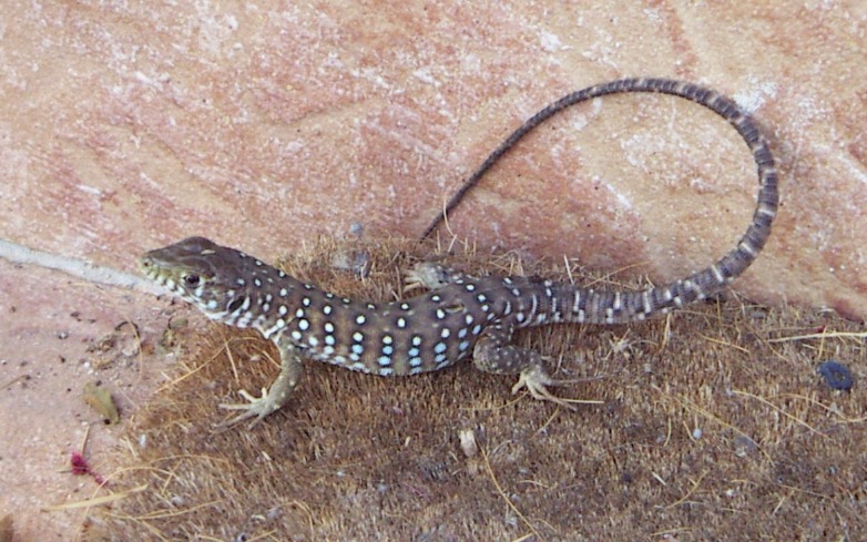 Spotted Lizard