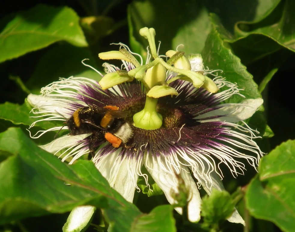 Pollen Basket