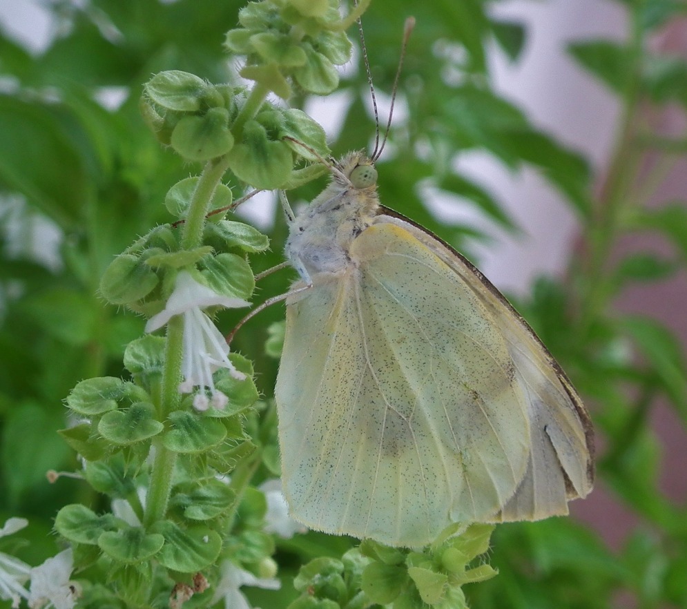Cabbage White