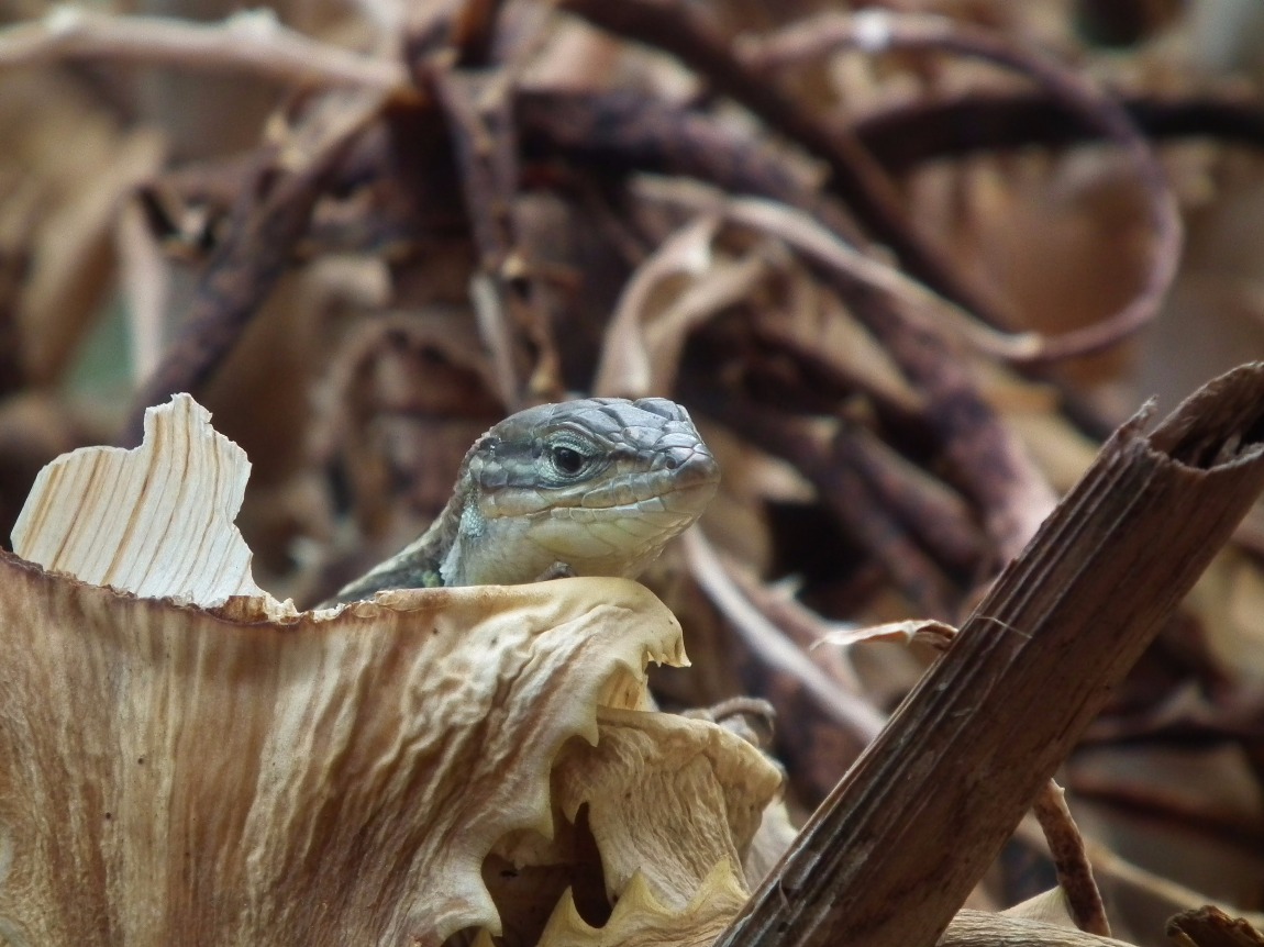 Cautious Lizard