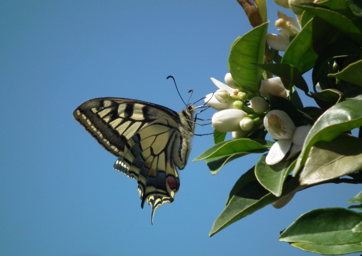 Tiger Swallow Butterfly