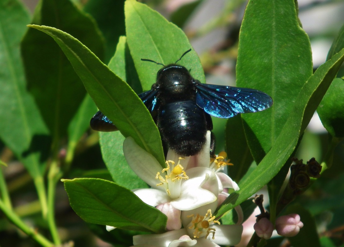 Busy Little Bee