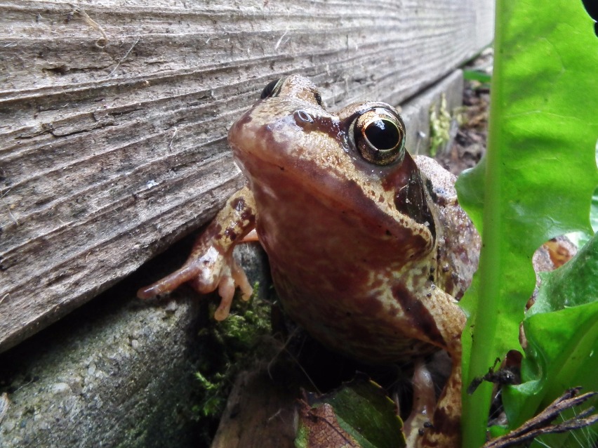 Garden Toad