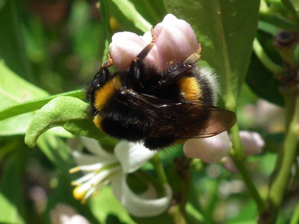 Bumblebee