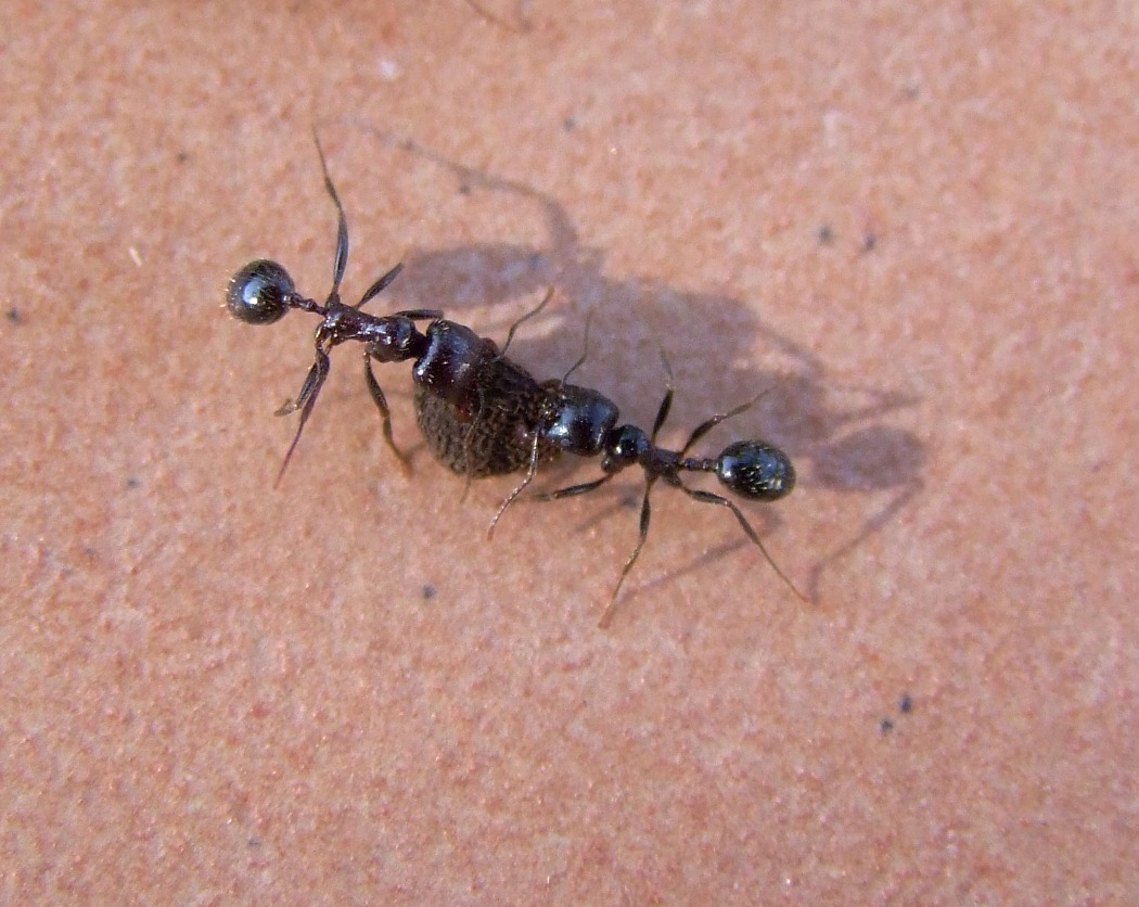 Ants